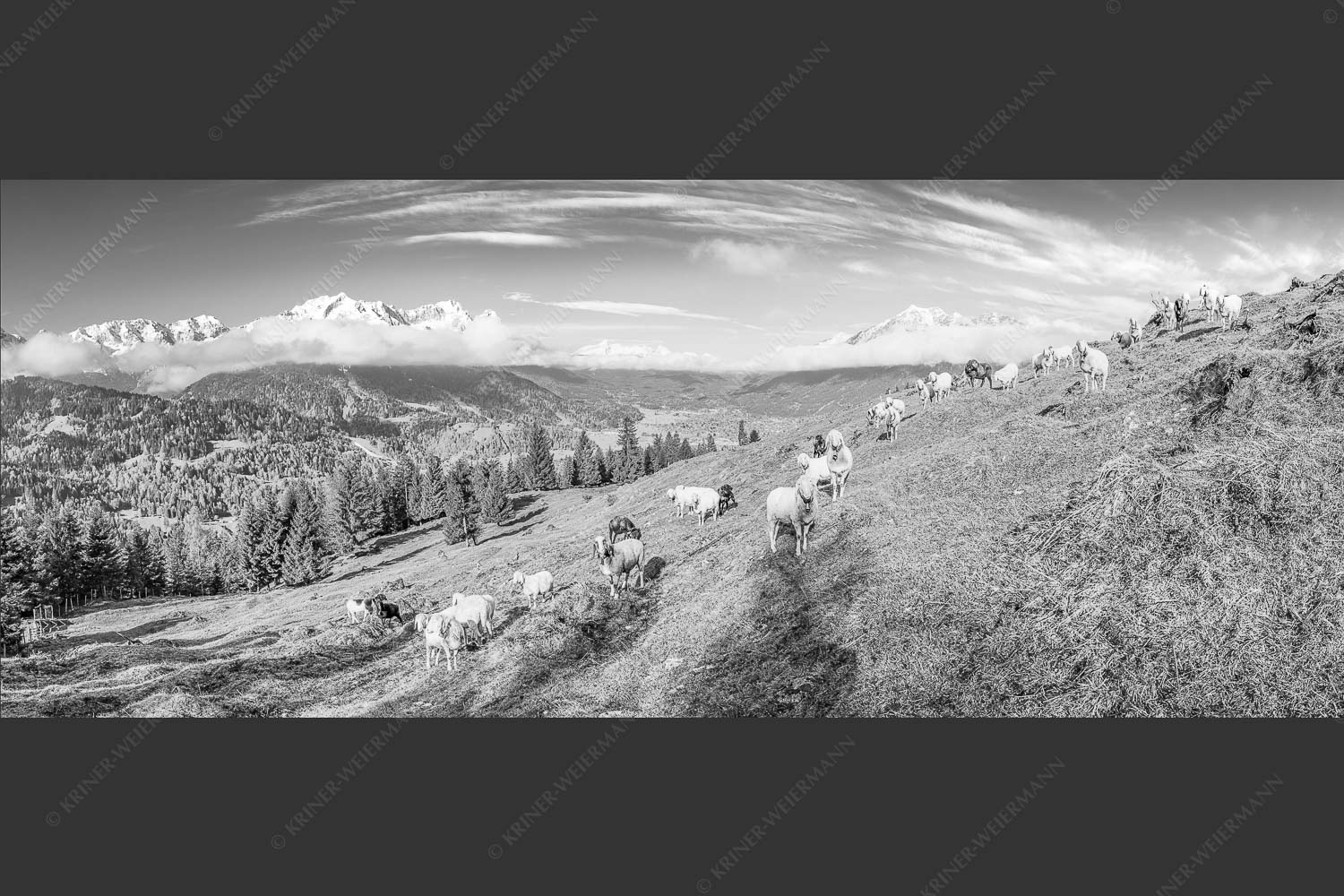 Bergschafe auf der ersten Weide im Frühling bei Garmisch-Partenkirchen mit Blick zum Zugspitzmassiv - Erste Weide 2,5:1 sw -- Schafe bei Garmisch-Partenkirchen - mehr Infos bei www.Kriner-Weiermann.de