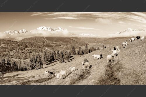 Bergschafe auf der ersten Weide im Frühling bei Garmisch-Partenkirchen mit Blick zum Zugspitzmassiv - Erste Weide 2:1 sepia -- Schafe bei Garmisch-Partenkirchen - mehr Infos bei www.Kriner-Weiermann.de