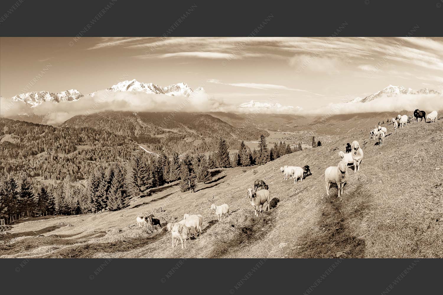 Bergschafe auf der ersten Weide im Frühling bei Garmisch-Partenkirchen mit Blick zum Zugspitzmassiv - Erste Weide 2:1 sepia -- Schafe bei Garmisch-Partenkirchen - mehr Infos bei www.Kriner-Weiermann.de