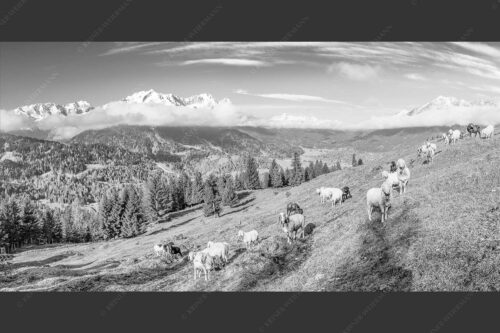 Bergschafe auf der ersten Weide im Frühling bei Garmisch-Partenkirchen mit Blick zum Zugspitzmassiv - Erste Weide 2:1 sw -- Schafe bei Garmisch-Partenkirchen - mehr Infos bei www.Kriner-Weiermann.de