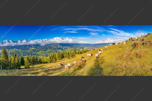 Bergschafe auf der ersten Weide im Frühling bei Garmisch-Partenkirchen mit Blick zum Zugspitzmassiv - Erste Weide 3:1  -- Schafe bei Garmisch-Partenkirchen - mehr Infos bei www.Kriner-Weiermann.de