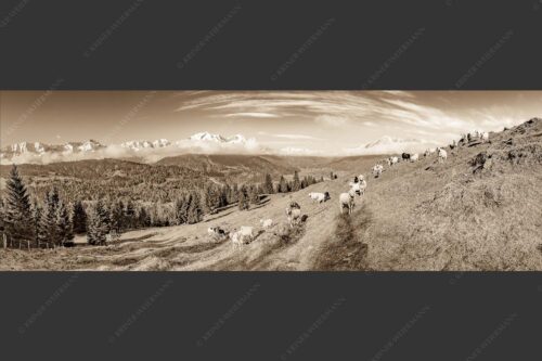 Bergschafe auf der ersten Weide im Frühling bei Garmisch-Partenkirchen mit Blick zum Zugspitzmassiv - Erste Weide 3:1 sepia -- Schafe bei Garmisch-Partenkirchen - mehr Infos bei www.Kriner-Weiermann.de
