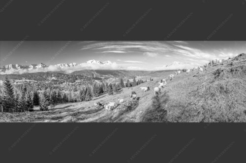 Bergschafe auf der ersten Weide im Frühling bei Garmisch-Partenkirchen mit Blick zum Zugspitzmassiv - Erste Weide 3:1 sw -- Schafe bei Garmisch-Partenkirchen - mehr Infos bei www.Kriner-Weiermann.de