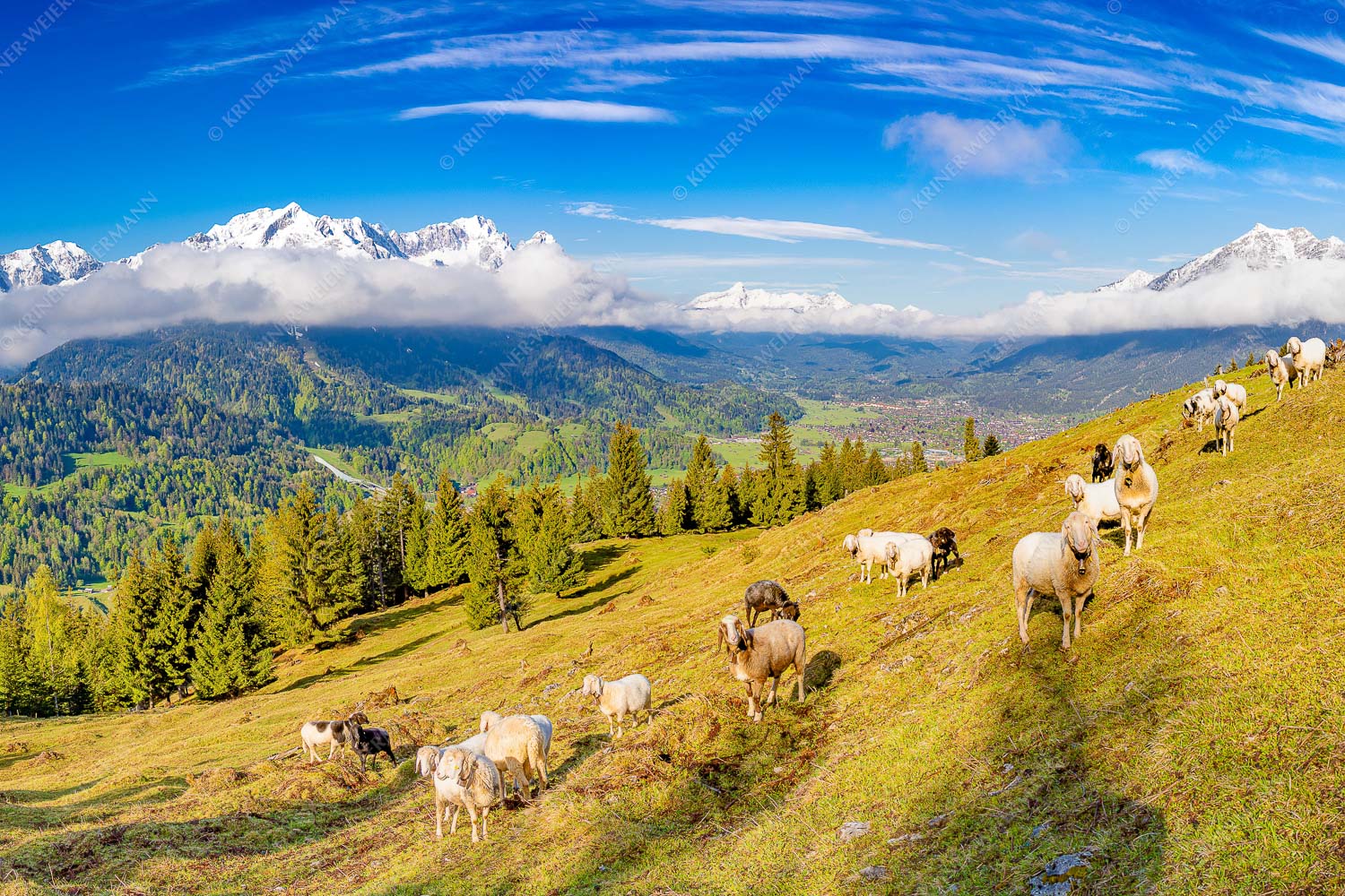 Bergschafe auf der ersten Weide im Frühling bei Garmisch-Partenkirchen mit Blick zum Zugspitzmassiv - Erste Weide 3:2 -- Schafe bei Garmisch-Partenkirchen - mehr Infos bei www.Kriner-Weiermann.de