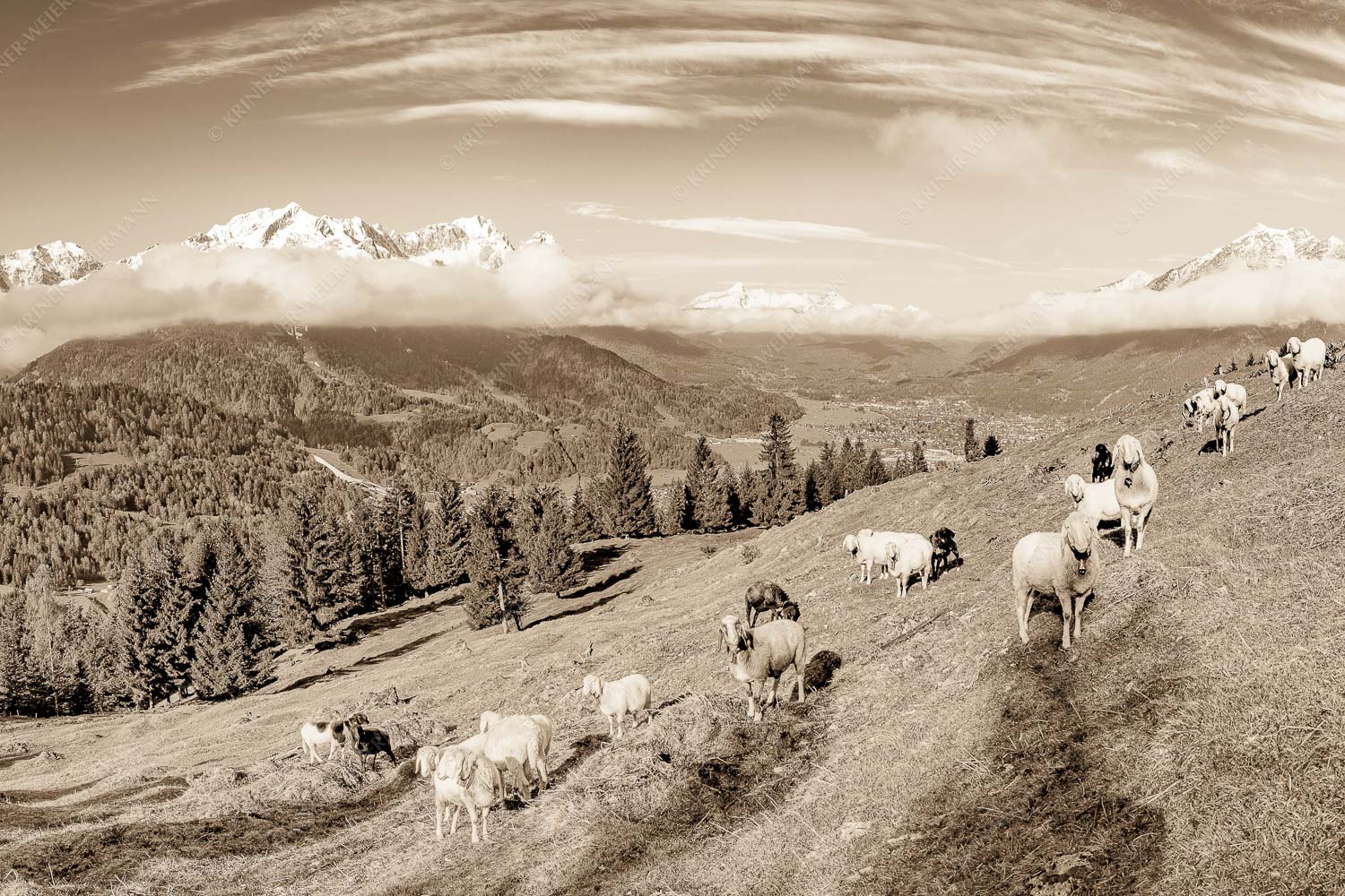 Bergschafe auf der ersten Weide im Frühling bei Garmisch-Partenkirchen mit Blick zum Zugspitzmassiv - Erste Weide 3:2 sepia -- Schafe bei Garmisch-Partenkirchen - mehr Infos bei www.Kriner-Weiermann.de