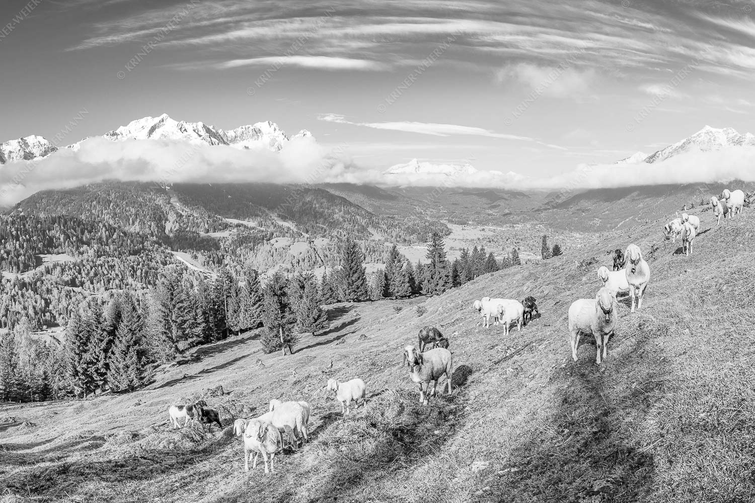 Bergschafe auf der ersten Weide im Frühling bei Garmisch-Partenkirchen mit Blick zum Zugspitzmassiv - Erste Weide 3:2 sw -- Schafe bei Garmisch-Partenkirchen - mehr Infos bei www.Kriner-Weiermann.de