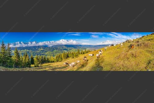 Bergschafe auf der ersten Weide im Frühling bei Garmisch-Partenkirchen mit Blick zum Zugspitzmassiv - Erste Weide 4:1  -- Schafe bei Garmisch-Partenkirchen - mehr Infos bei www.Kriner-Weiermann.de