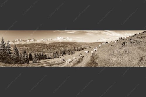 Bergschafe auf der ersten Weide im Frühling bei Garmisch-Partenkirchen mit Blick zum Zugspitzmassiv - Erste Weide 4:1 sepia -- Schafe bei Garmisch-Partenkirchen - mehr Infos bei www.Kriner-Weiermann.de