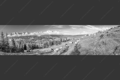 Bergschafe auf der ersten Weide im Frühling bei Garmisch-Partenkirchen mit Blick zum Zugspitzmassiv - Erste Weide 4:1 sw -- Schafe bei Garmisch-Partenkirchen - mehr Infos bei www.Kriner-Weiermann.de