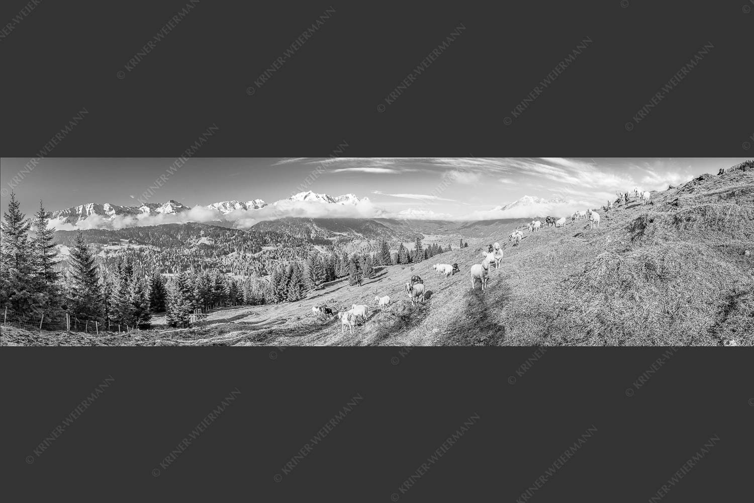 Bergschafe auf der ersten Weide im Frühling bei Garmisch-Partenkirchen mit Blick zum Zugspitzmassiv - Erste Weide 4:1 sw -- Schafe bei Garmisch-Partenkirchen - mehr Infos bei www.Kriner-Weiermann.de