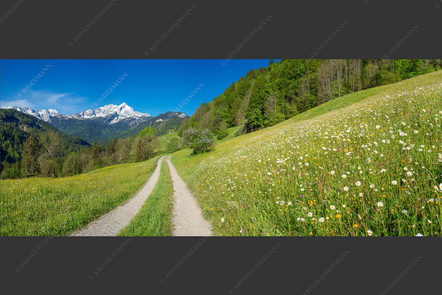 Feldweg durch die Bergbauernwiesen unterhalb vom Eckbauern - Feldweg 2,5:1  -- Alpspitze mit Hintergraseck - mehr Infos bei www.Kriner-Weiermann.de