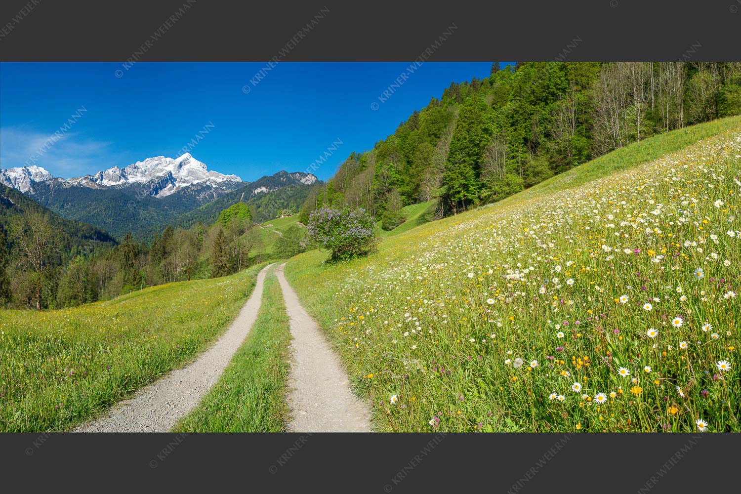 Feldweg durch die Bergbauernwiesen unterhalb vom Eckbauern - Feldweg 2:1  -- Alpspitze mit Hintergraseck - mehr Infos bei www.Kriner-Weiermann.de