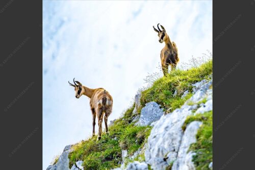 Aufmerksame Gämsen im Karwendelgebirge - Fest im Blick 1:1  -- Gämsen im Karwendel - mehr Infos bei www.Kriner-Weiermann.de