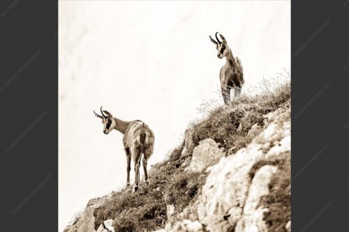 Aufmerksame Gämsen im Karwendelgebirge - Fest im Blick 1:1 sepia -- Gämsen im Karwendel - mehr Infos bei www.Kriner-Weiermann.de