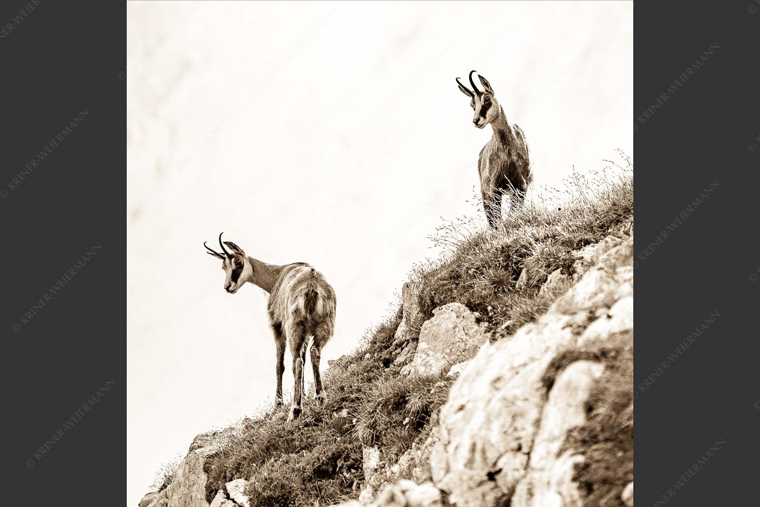 Aufmerksame Gämsen im Karwendelgebirge - Fest im Blick 1:1 sepia -- Gämsen im Karwendel - mehr Infos bei www.Kriner-Weiermann.de