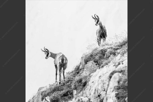 Aufmerksame Gämsen im Karwendelgebirge - Fest im Blick 1:1 sw -- Gämsen im Karwendel - mehr Infos bei www.Kriner-Weiermann.de