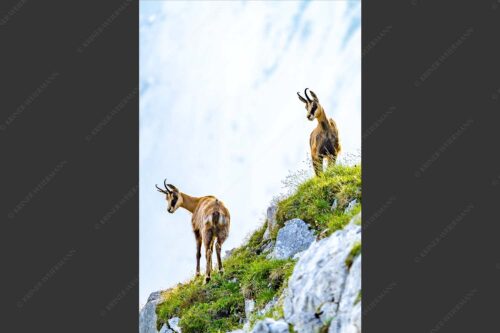 Aufmerksame Gämsen im Karwendelgebirge - Fest im Blick 2:3  -- Gämsen im Karwendel - mehr Infos bei www.Kriner-Weiermann.de