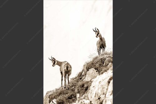 Aufmerksame Gämsen im Karwendelgebirge - Fest im Blick 2:3 sepia -- Gämsen im Karwendel - mehr Infos bei www.Kriner-Weiermann.de