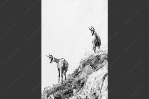 Aufmerksame Gämsen im Karwendelgebirge - Fest im Blick 2:3 sw -- Gämsen im Karwendel - mehr Infos bei www.Kriner-Weiermann.de