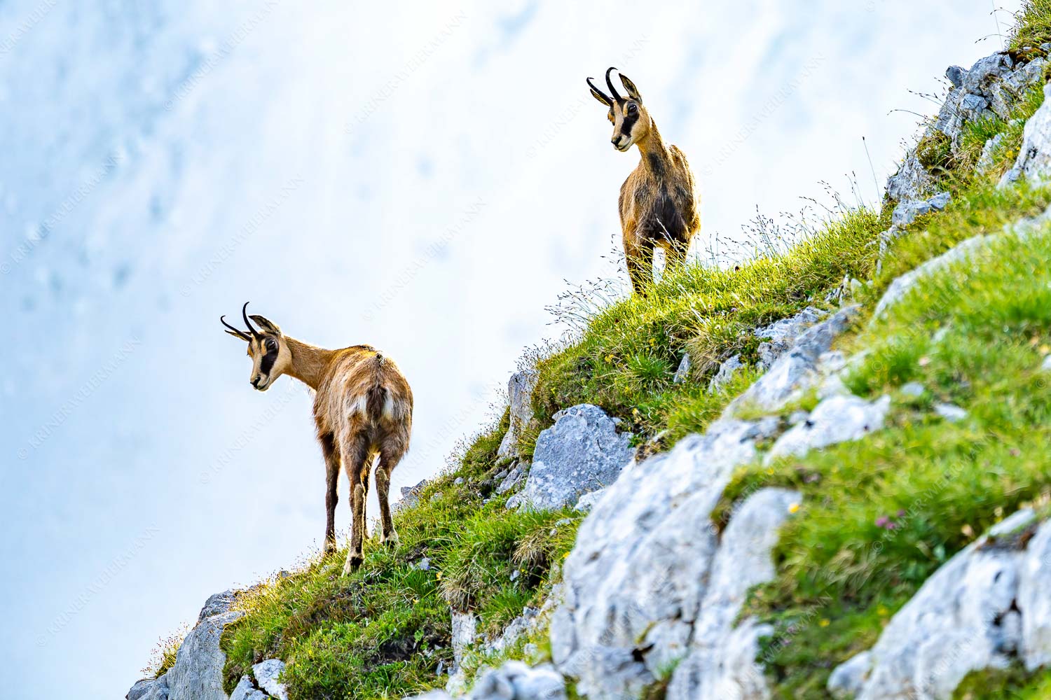 Aufmerksame Gämsen im Karwendelgebirge - Fest im Blick 3:2 -- Gämsen im Karwendel - mehr Infos bei www.Kriner-Weiermann.de