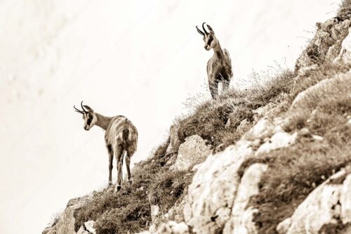 Aufmerksame Gämsen im Karwendelgebirge - Fest im Blick 3:2 sepia -- Gämsen im Karwendel - mehr Infos bei www.Kriner-Weiermann.de