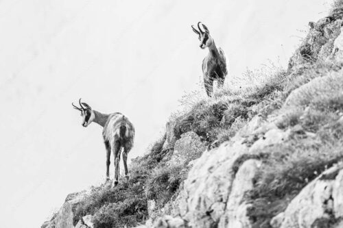 Aufmerksame Gämsen im Karwendelgebirge - Fest im Blick 3:2 sw -- Gämsen im Karwendel - mehr Infos bei www.Kriner-Weiermann.de