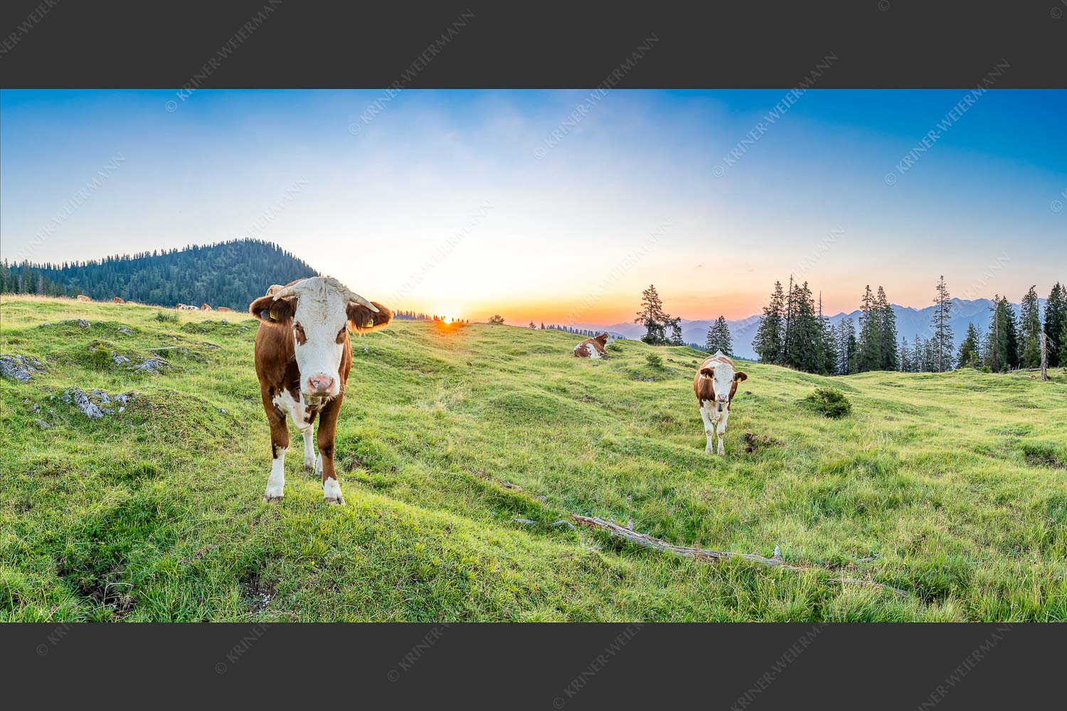 Jungvieh auf der Krüneralm im Estergebirge bei Sonnenaufgang - Frühauf gut drauf 2:1  -- Junge Rinder auf der Krüneralm - mehr Infos bei www.Kriner-Weiermann.de