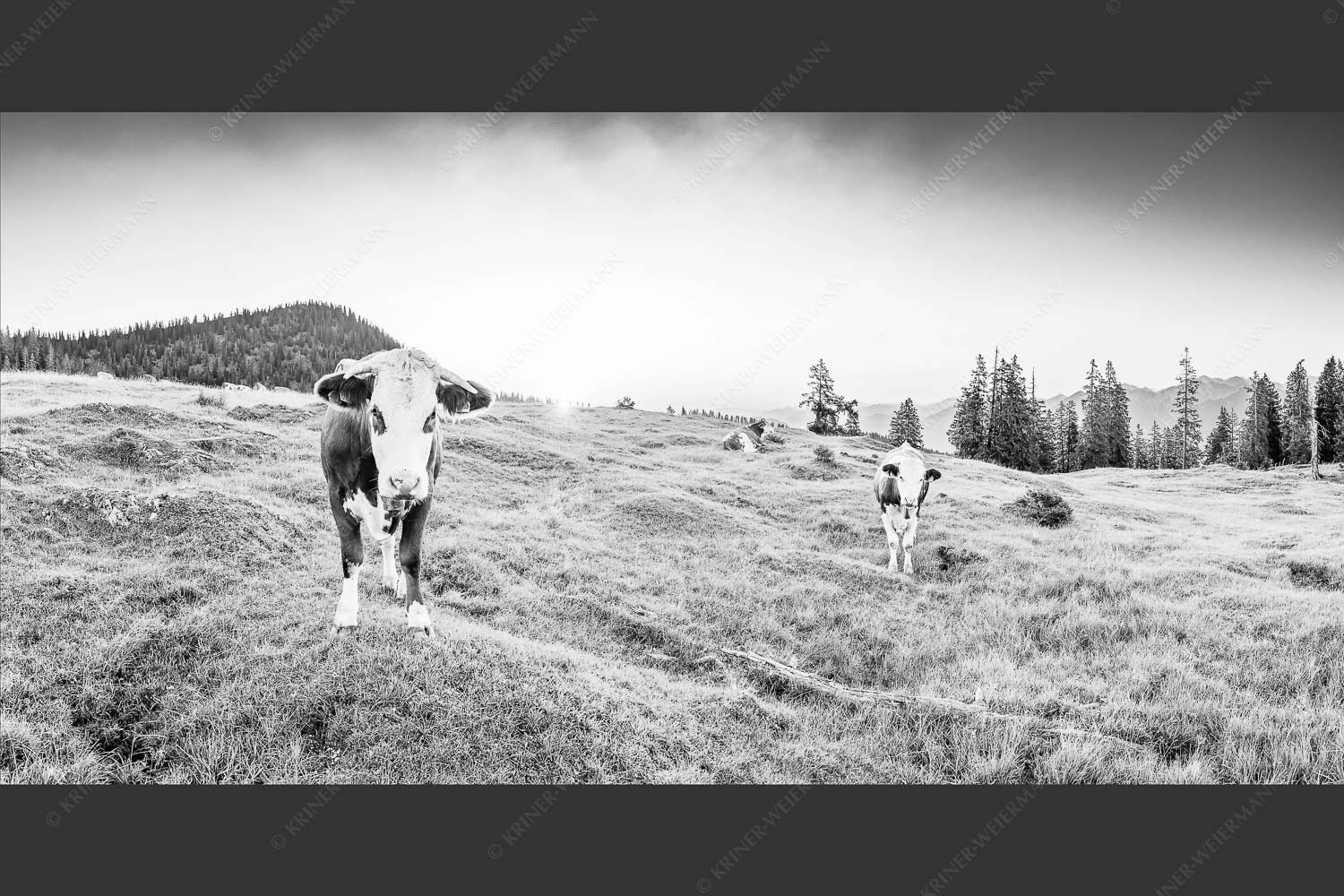 Jungvieh auf der Krüneralm im Estergebirge bei Sonnenaufgang - Frühauf gut drauf 2:1 sw -- Junge Rinder auf der Krüneralm - mehr Infos bei www.Kriner-Weiermann.de