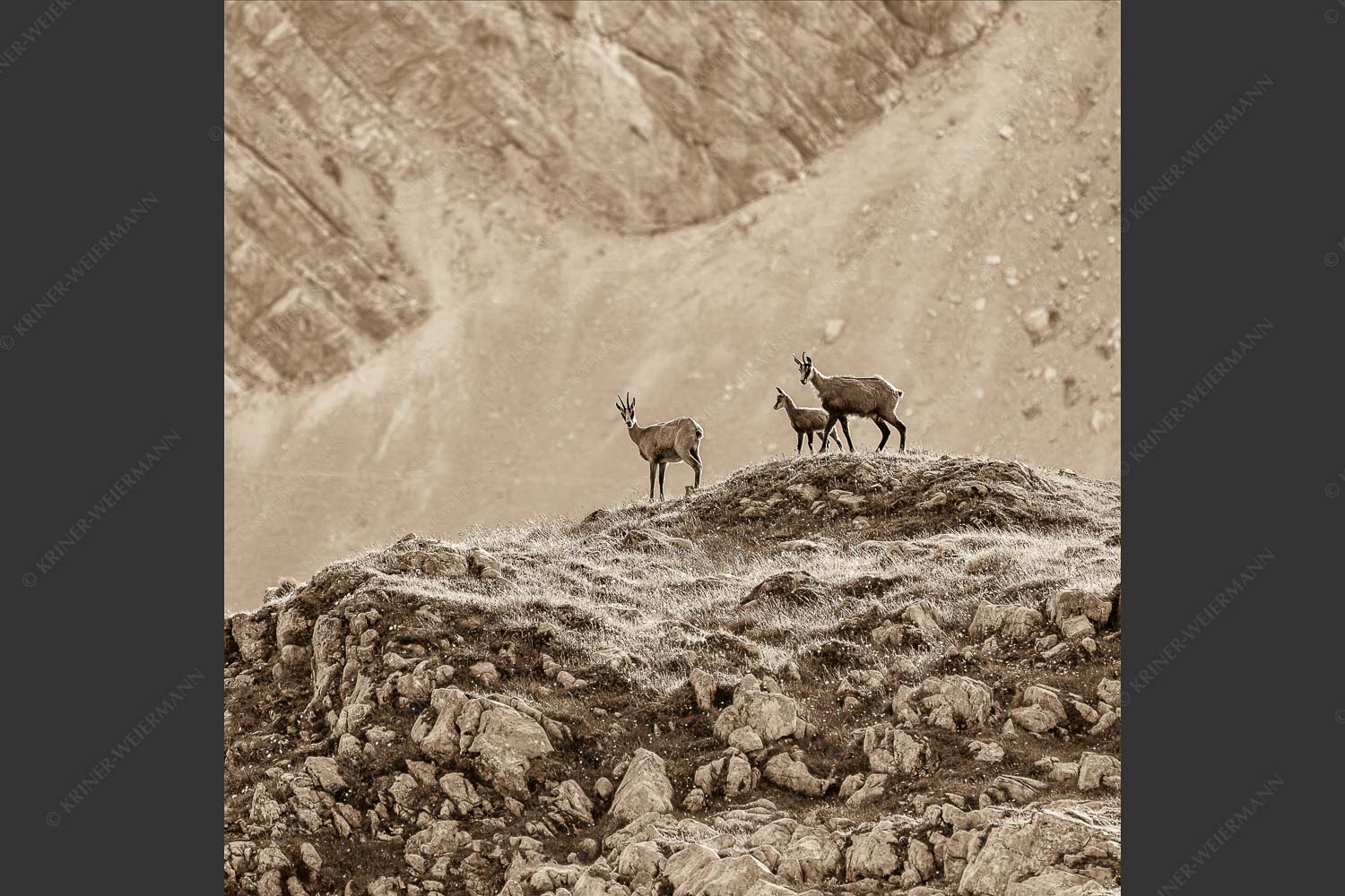 Gämsen mit Kitz im Karwendelgebirge - Gamslan 1:1 sepia -- Gämsen im Karwendel - mehr Infos bei www.Kriner-Weiermann.de