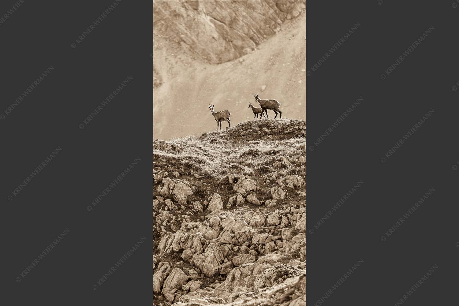 Gämsen mit Kitz im Karwendelgebirge - Gamslan 1:2 sepia -- Gämsen im Karwendel - mehr Infos bei www.Kriner-Weiermann.de
