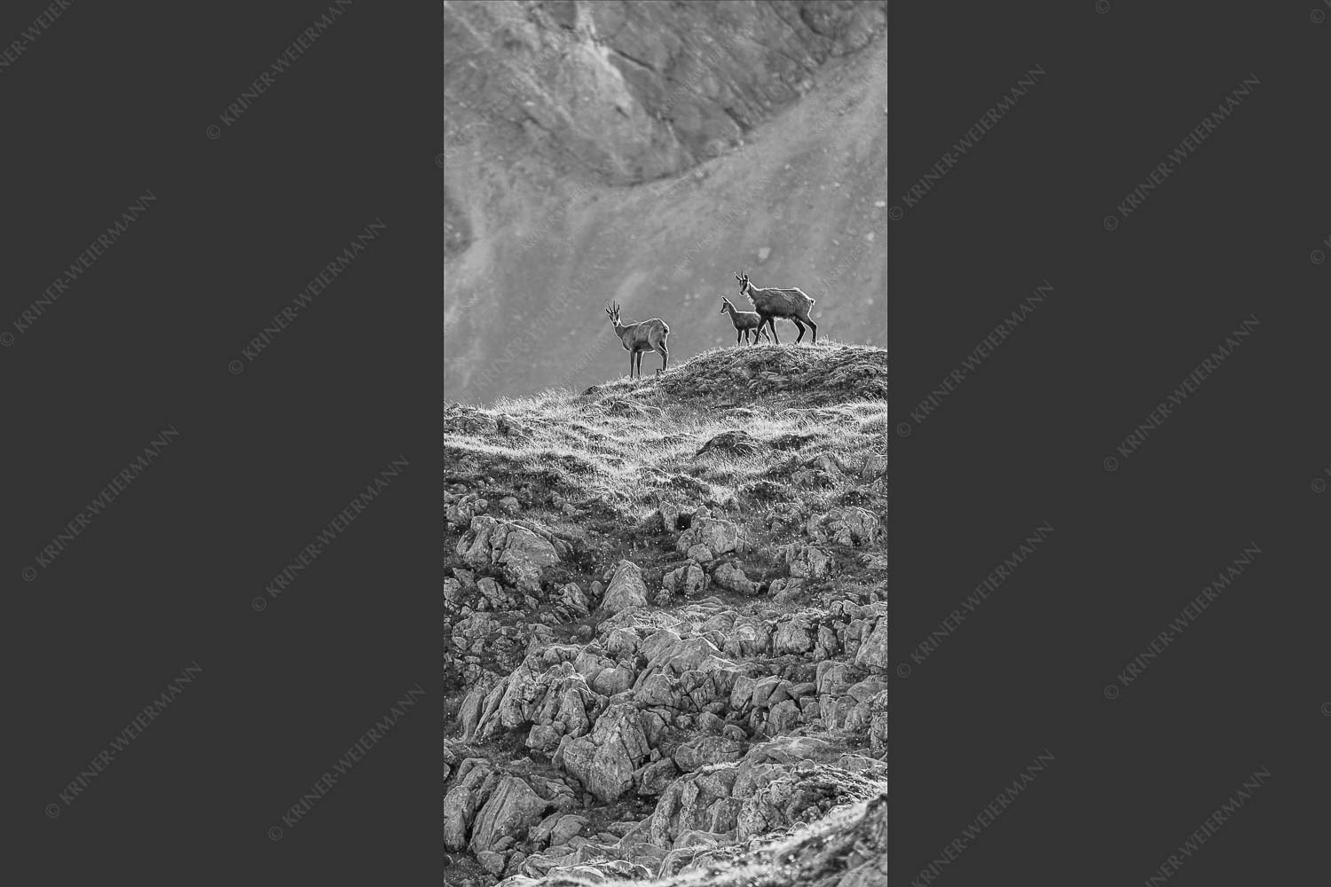 Gämsen mit Kitz im Karwendelgebirge - Gamslan 1:2 sw -- Gämsen im Karwendel - mehr Infos bei www.Kriner-Weiermann.de