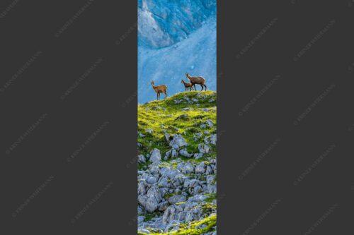 Gämsen mit Kitz im Karwendelgebirge - Gamslan 1:3  -- Gämsen im Karwendel - mehr Infos bei www.Kriner-Weiermann.de