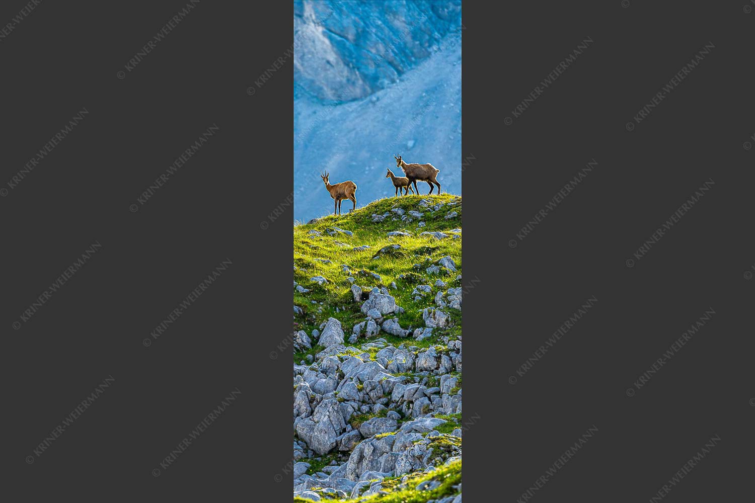 Gämsen mit Kitz im Karwendelgebirge - Gamslan 1:3 -- Gämsen im Karwendel - mehr Infos bei www.Kriner-Weiermann.de