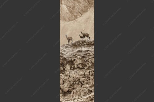 Gämsen mit Kitz im Karwendelgebirge - Gamslan 1:3 sepia -- Gämsen im Karwendel - mehr Infos bei www.Kriner-Weiermann.de