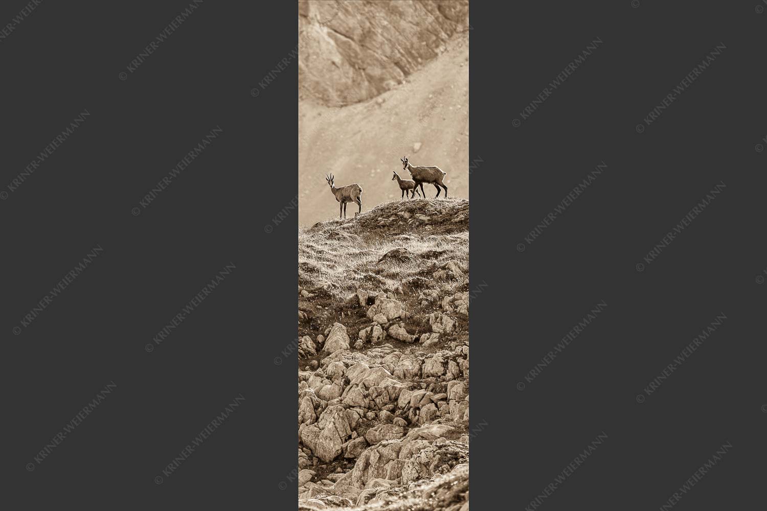 Gämsen mit Kitz im Karwendelgebirge - Gamslan 1:3 sepia -- Gämsen im Karwendel - mehr Infos bei www.Kriner-Weiermann.de