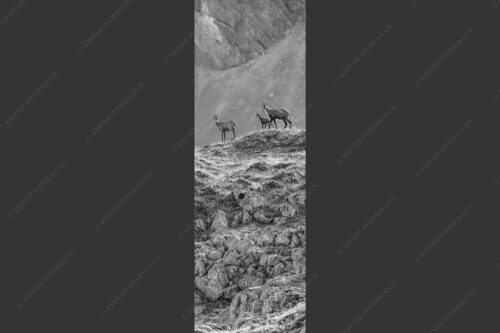 Gämsen mit Kitz im Karwendelgebirge - Gamslan 1:3 sw -- Gämsen im Karwendel - mehr Infos bei www.Kriner-Weiermann.de