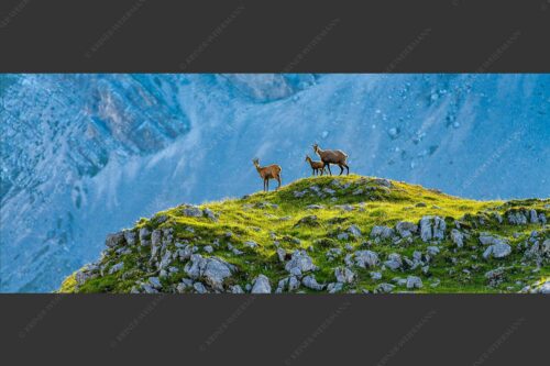 Gämsen mit Kitz im Karwendelgebirge - Gamslan 2,5:1  -- Gämsen im Karwendel - mehr Infos bei www.Kriner-Weiermann.de