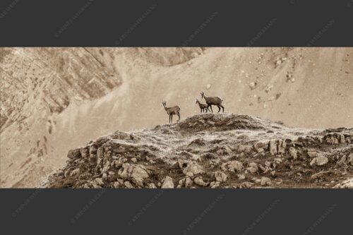 Gämsen mit Kitz im Karwendelgebirge - Gamslan 2,5:1 sepia -- Gämsen im Karwendel - mehr Infos bei www.Kriner-Weiermann.de