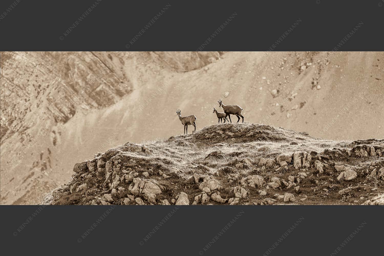 Gämsen mit Kitz im Karwendelgebirge - Gamslan 2,5:1 sepia -- Gämsen im Karwendel - mehr Infos bei www.Kriner-Weiermann.de