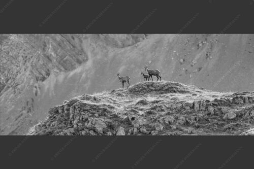 Gämsen mit Kitz im Karwendelgebirge - Gamslan 2,5:1 sw -- Gämsen im Karwendel - mehr Infos bei www.Kriner-Weiermann.de