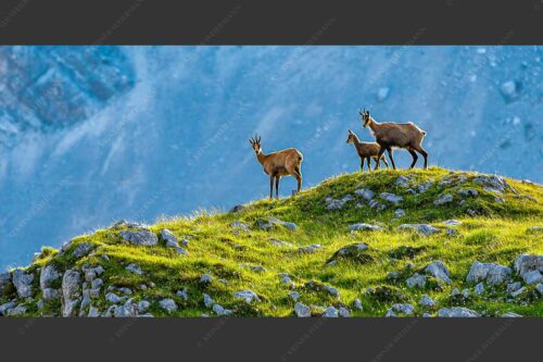 Gämsen mit Kitz im Karwendelgebirge - Gamslan 2:1  -- Gämsen im Karwendel - mehr Infos bei www.Kriner-Weiermann.de