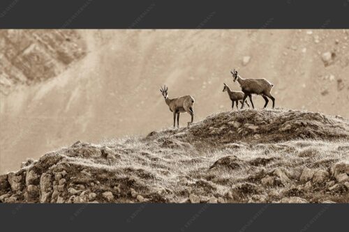 Gämsen mit Kitz im Karwendelgebirge - Gamslan 2:1 sepia -- Gämsen im Karwendel - mehr Infos bei www.Kriner-Weiermann.de