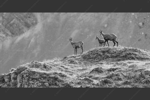 Gämsen mit Kitz im Karwendelgebirge - Gamslan 2:1 sw -- Gämsen im Karwendel - mehr Infos bei www.Kriner-Weiermann.de