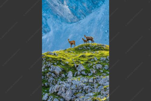 Gämsen mit Kitz im Karwendelgebirge - Gamslan 2:3  -- Gämsen im Karwendel - mehr Infos bei www.Kriner-Weiermann.de