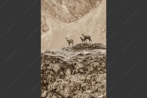 Gämsen mit Kitz im Karwendelgebirge - Gamslan 2:3 sepia -- Gämsen im Karwendel - mehr Infos bei www.Kriner-Weiermann.de