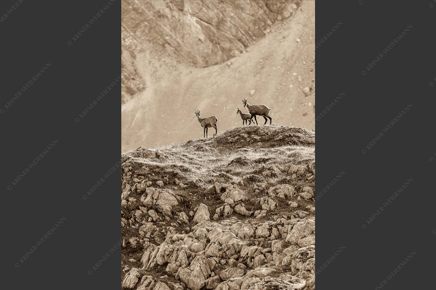 Gämsen mit Kitz im Karwendelgebirge - Gamslan 2:3 sepia -- Gämsen im Karwendel - mehr Infos bei www.Kriner-Weiermann.de