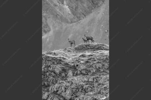 Gämsen mit Kitz im Karwendelgebirge - Gamslan 2:3 sw -- Gämsen im Karwendel - mehr Infos bei www.Kriner-Weiermann.de
