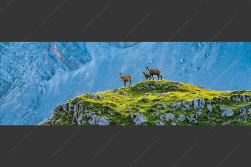 Gämsen mit Kitz im Karwendelgebirge - Gamslan 3:1  -- Gämsen im Karwendel - mehr Infos bei www.Kriner-Weiermann.de