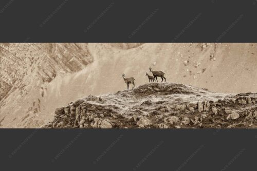 Gämsen mit Kitz im Karwendelgebirge - Gamslan 3:1 sepia -- Gämsen im Karwendel - mehr Infos bei www.Kriner-Weiermann.de
