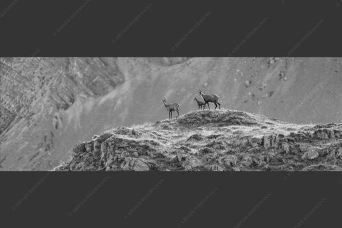 Gämsen mit Kitz im Karwendelgebirge - Gamslan 3:1 sw -- Gämsen im Karwendel - mehr Infos bei www.Kriner-Weiermann.de